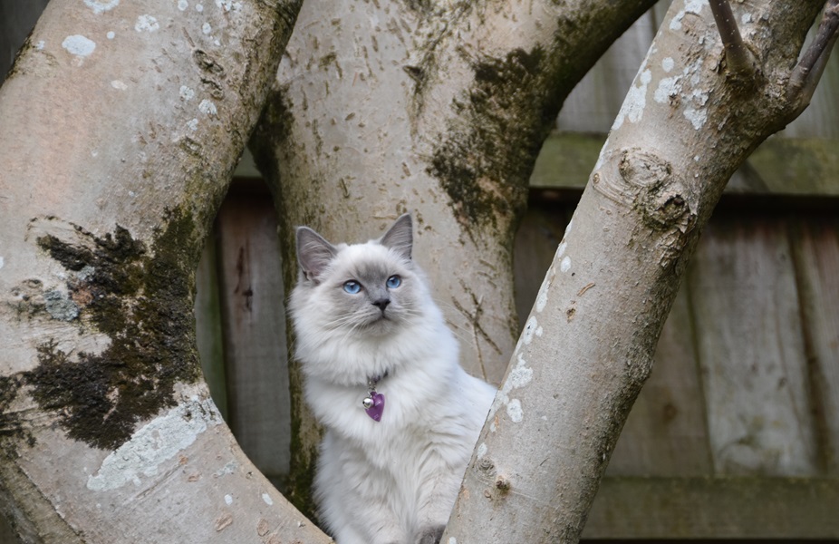 This is Skye, our ragdoll kitten, playing in a magnolia tree in our backyard, she is watching our other cat which is out of view. Photo taken by Rebecca (13)
